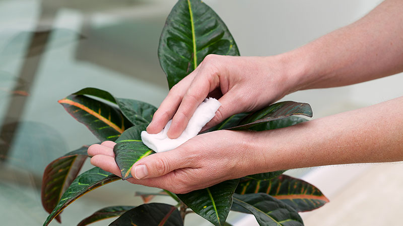 Cómo limpiar plantas artificiales correctamente