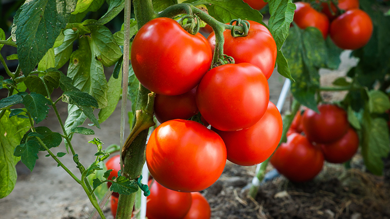 Cómo plantar y cultivar tomates en verano